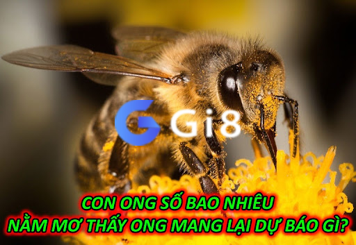 Con Ong Số Bao Nhiêu – Nằm Mơ Thấy Ong Mang Lại Dự Báo Gì? Con Ong Số Bao Nhiêu – Nằm Mơ Thấy Ong Mang Lại Dự Báo Gì?