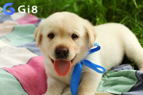 Gi88 giúp giải mã giấc mơ thấy chó Gi88 giúp giải mã giấc mơ thấy chó
