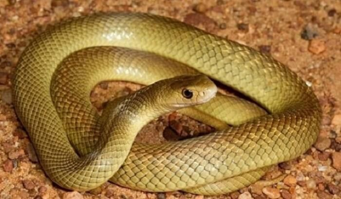 Cùng Gi88.com tìm hiểu xem con rắn số đề là gì