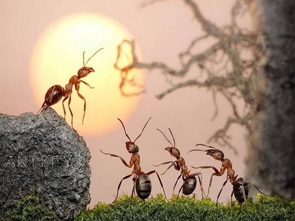 Mo thay con kien - Cùng Gi88 tìm hiểu và lý giải