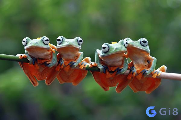 Mơ thấy ếch có điềm gì không? Mơ thấy ếch có điềm gì không?