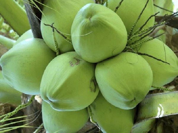 Mơ thấy quả dừa điềm hung hay lành - Khám phá cùng Gi88