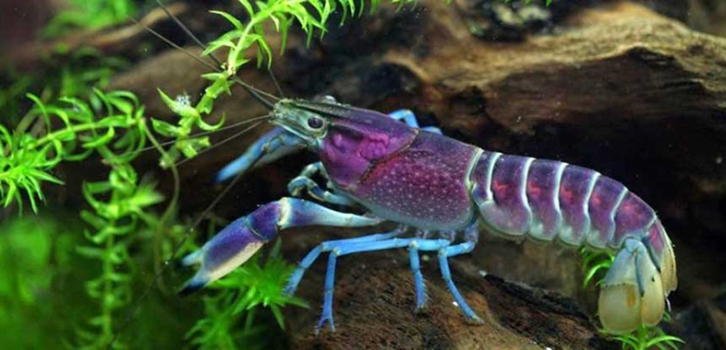 Mơ thấy con tôm có ý nghĩa gì và tìm con số may mắn