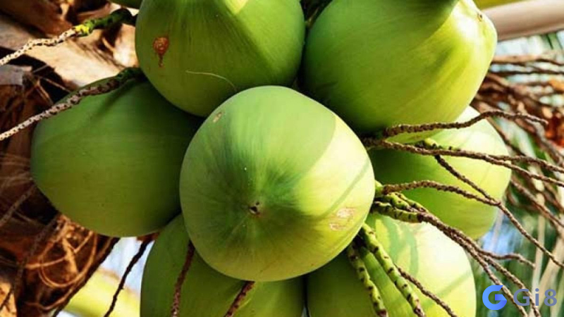 Mơ thấy quả dừa đánh số mấy Mơ thấy quả dừa đánh số mấy