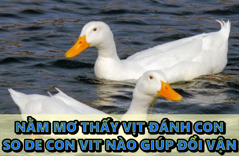 so de con vit là con số nào giúp anh em đổi vận ngay