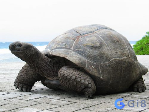 Những ý nghĩa điềm báo về con rùa Những ý nghĩa điềm báo về con rùa
