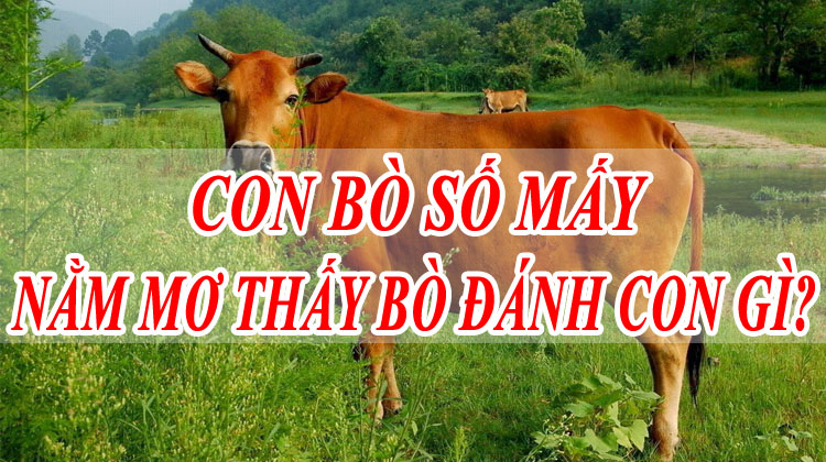 Mơ thấy bò đánh con gì dễ trúng nhất tại gi88