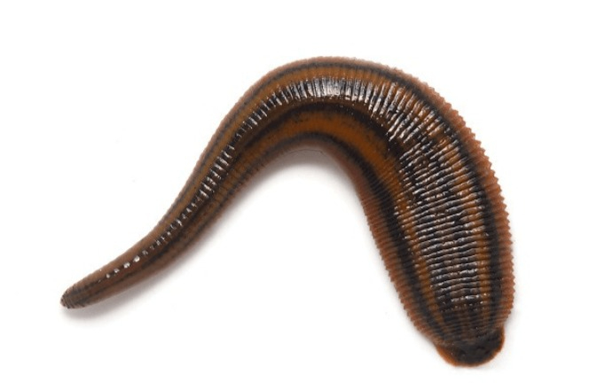 Mơ thấy con đỉa đáng sợ không? - Tìm hiểu ngày cùng Gi88