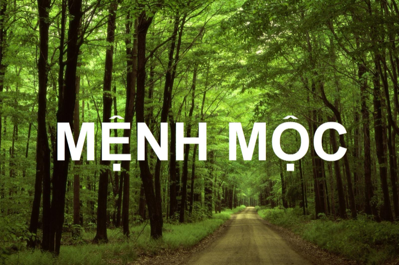 Mệnh mộc hợp số gì? - Cùng Gi88 tìm hiểu ngay nhé!