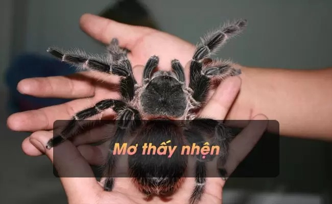 Mơ thấy nhện đánh con gì - Cùng Gi88 khám phá nhé