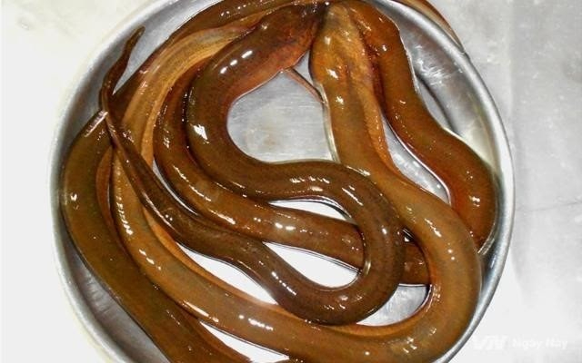 Mơ thấy con lươn - Điềm báo và con số đặc biệt