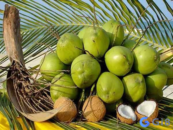 Mơ thấy quả dừa có ý nghĩa gì Mơ thấy quả dừa có ý nghĩa gì