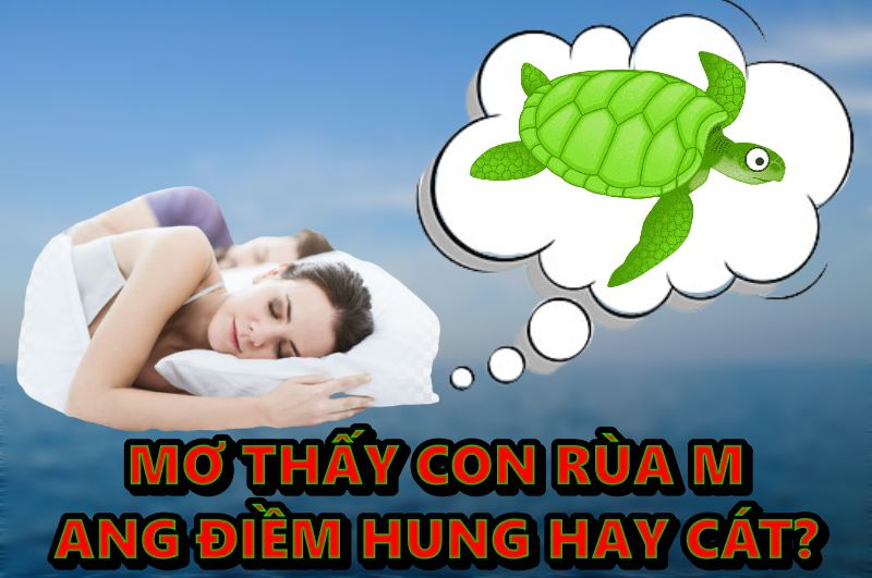 Mơ thấy con rùa điềm hung hay cát