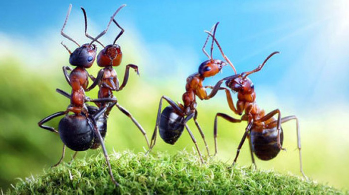 Mơ thấy con kiến số bao nhiêu? giả mã giấc mơ về kiến