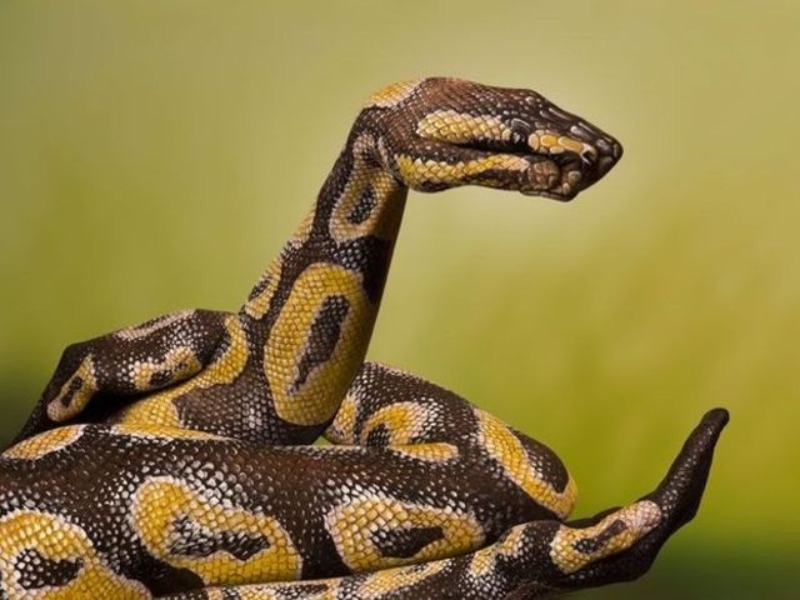 Mơ thấy trăn bò vào nhà - Cùng khám phá bí ẩn này nhé