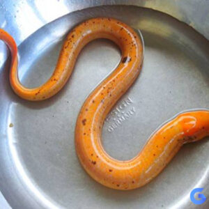 Con lươn số mấy? Câu hỏi đến từ những “tấm chiếu mới”