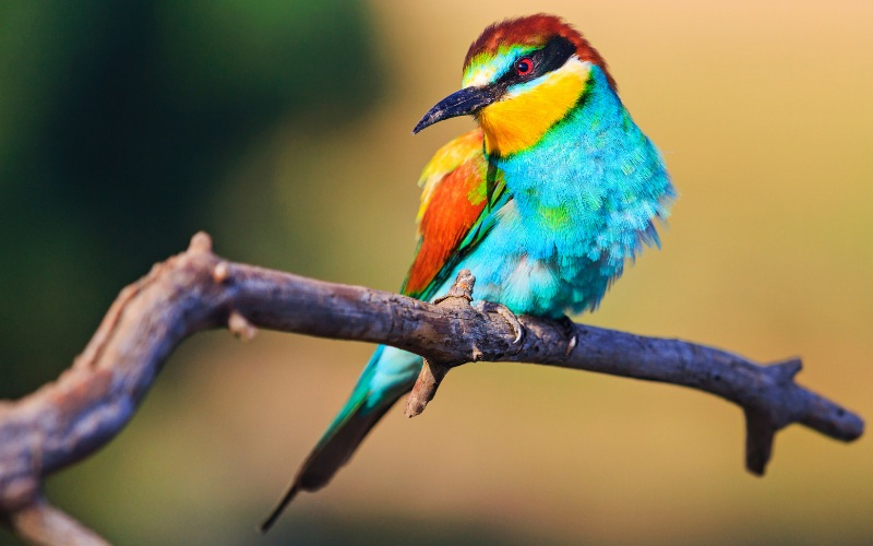 Chim bay vào nhà 2022 có điềm gì? Điềm lành hay điềm dữ?