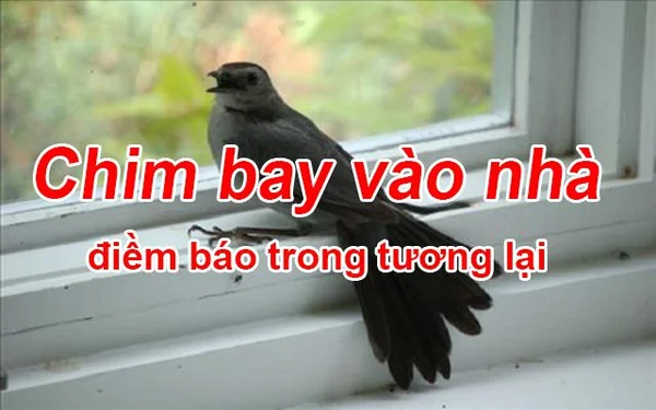Chim bay vào nhà đánh con gì? Điềm báo gì khi chim bay vào nhà Chim bay vào nhà đánh con gì? Điềm báo gì khi chim bay vào nhà