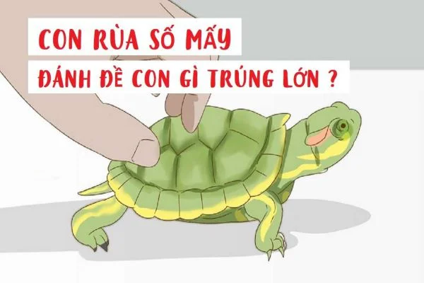 Tìm hiểu thông tin về con rùa số mấy Tìm hiểu thông tin về con rùa số mấy