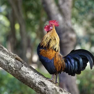 Những giấc mơ thấy bắt gà mang những ý nghĩa gì?