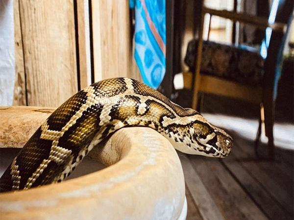 Nằm mơ thấy trăn là điềm báo gì?