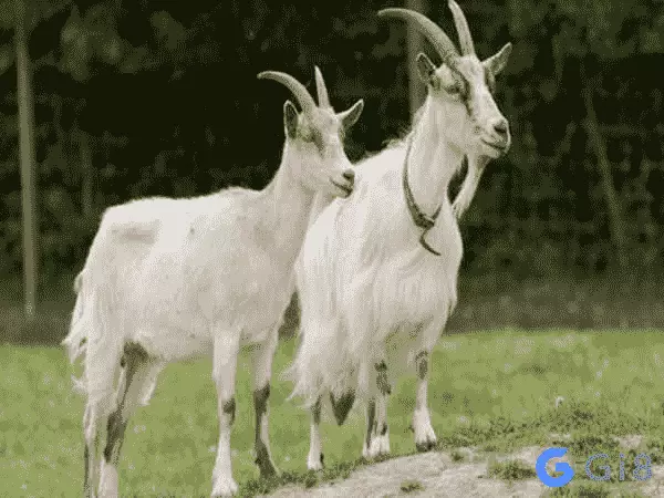 Con dê là số mấy – Có ý nghĩa gì Con dê là số mấy - Có ý nghĩa gì