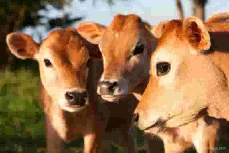 Nằm mơ thấy con bò đánh số gì dễ nhận thưởng tại Gi88