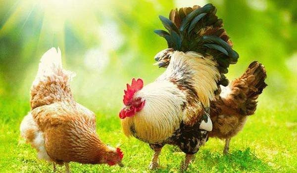 mơ thấy đàn gà đánh con gì tại gi88