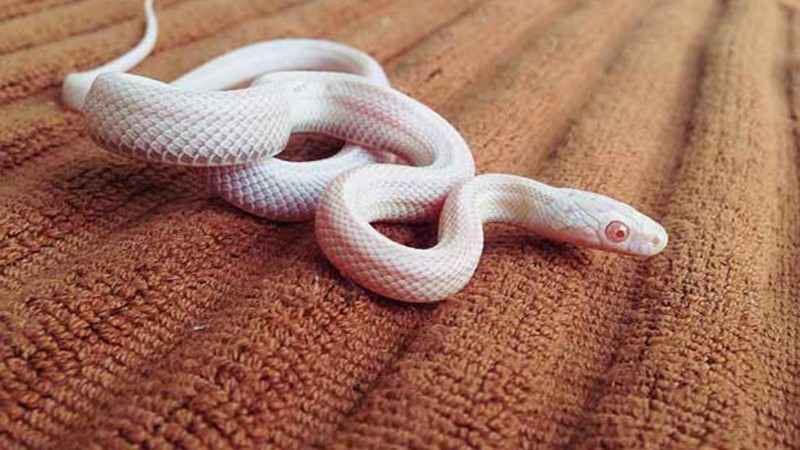 Mơ thấy rắn trắng đánh con gì mới nhất 2022