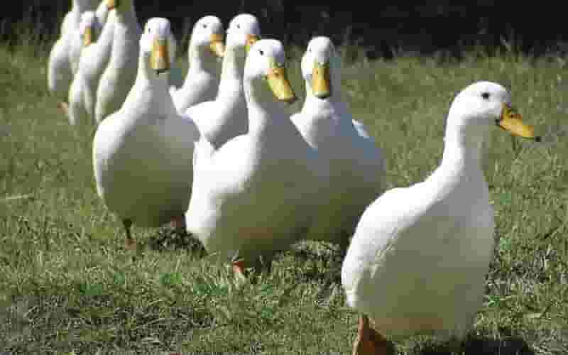 Nằm mơ thấy đàn vịt đánh số mấy - Gi88 gợi ý