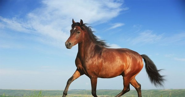 Con số may mắn của tuổi ngọ - cầu lô đề siêu chất cùng địa chỉ gi88