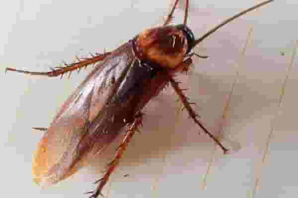 Mơ thấy con gián mang lại điều gì - Cùng tìm hiểu nhé!