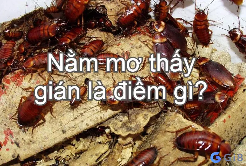 gián bay vào nhà thì có nghĩa là sắp có chuyện không hay xảy ra Con gián số mấy? Mơ thấy gián là điềm báo gì?