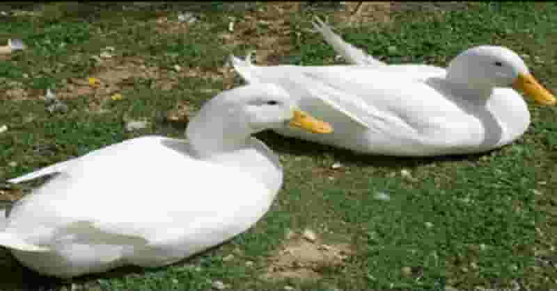 Nằm mơ thấy vịt đánh con gì - Giải mã số lô, số đề 2022