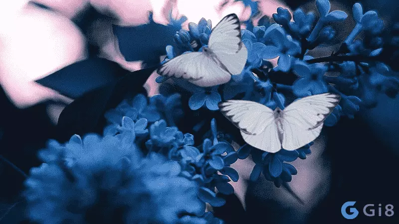 Mơ thấy bướm có điềm gì Mơ thấy bướm có điềm gì