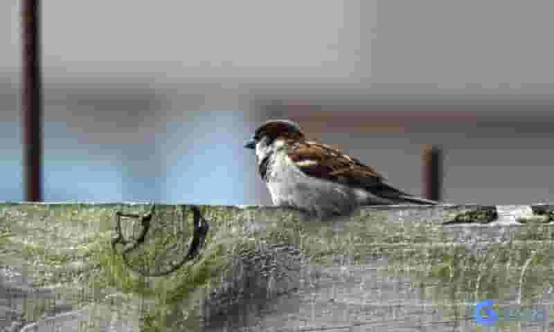 Chim vào nhà báo điềm gì?