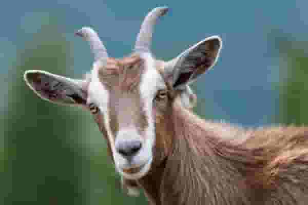 Con dê là số mấy may mắn - Khám phá ngày cùng Gi88