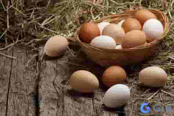 Mơ thấy trứng gà nở đánh con gì bất bại thần sầu?