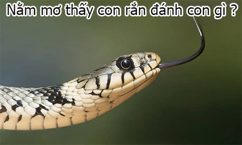nằm mơ thấy rắn là số mấy ? gi88