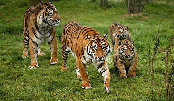 nằm mơ thấy cọp đánh số gì gi88