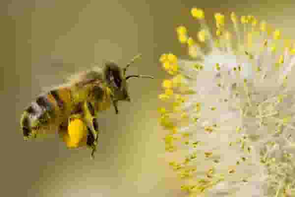 Con ong số đề? Mơ thấy ong đánh con gì 2022