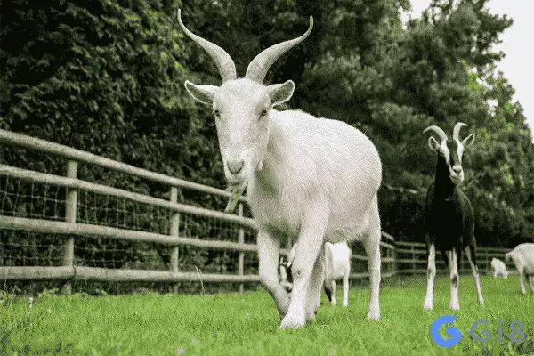 Con dê là số mấy – Mang điềm gì Con dê là số mấy - Mang điềm gì