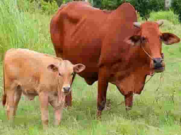 Nằm mơ thấy con bò đánh số mấy may mắn cùng Gi88