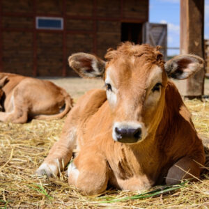 Con bò số mấy trong lô đề cùng giải mã