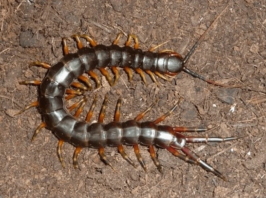 Con rết số đề bao nhiêu - Chinh phục giấc mơ cùng Gi88