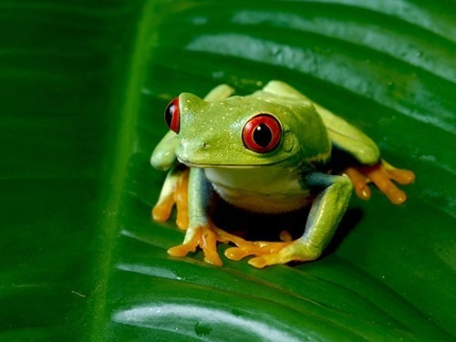 Con nhái số mấy - Áp dụng chơi đánh đề cùng gi88