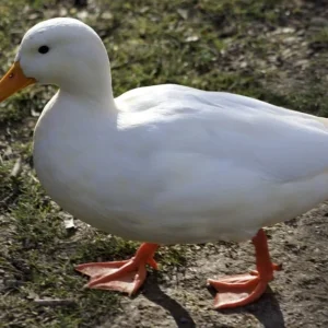 Con vịt trắng và những điều thú vị ít ai biết đến