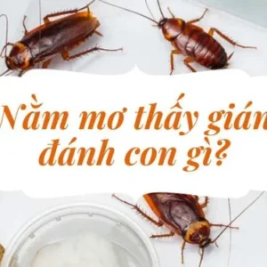 Ý nghĩa cụ thể từng giấc mơ về con gián