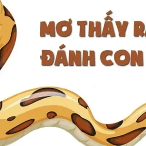 Đáp án rắn đánh số mấy?