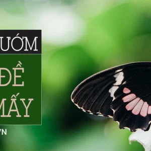 Bướm số đề số mấy năm 2022